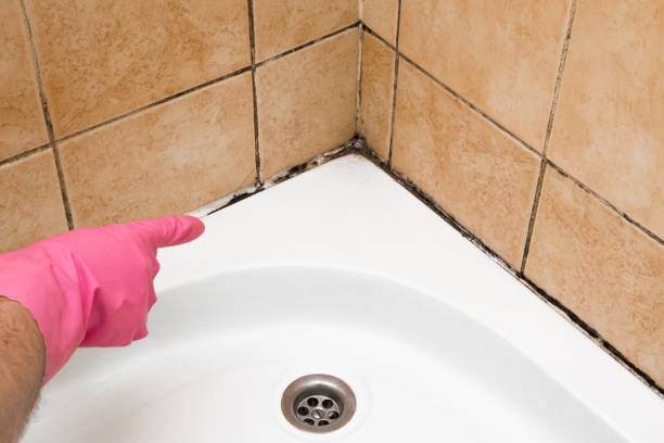 Best Affordable Mold Removal  in Athens, PA